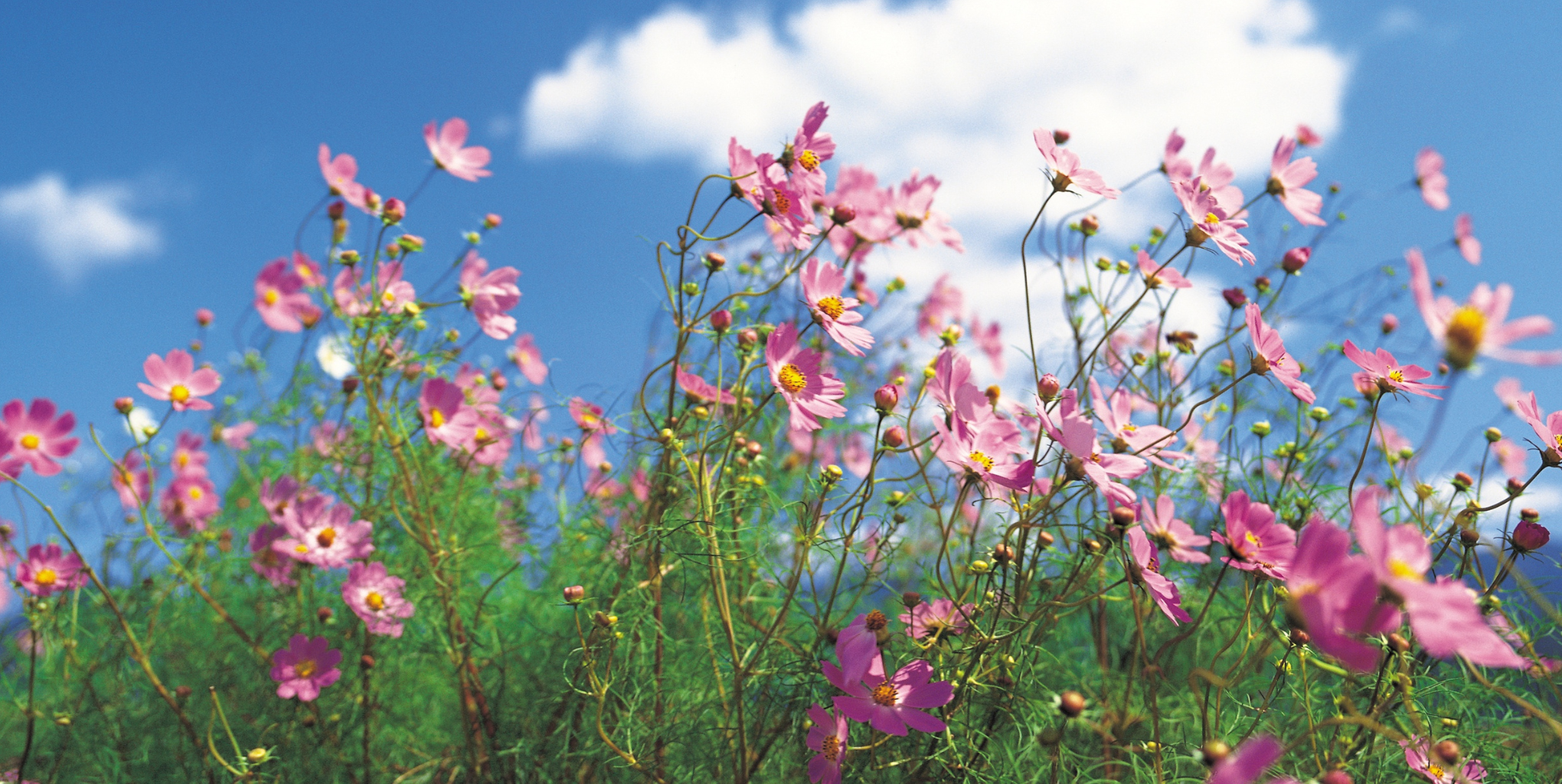 Embracing Summer with Mindful Journaling: Journal Prompts for a Season of Reflection